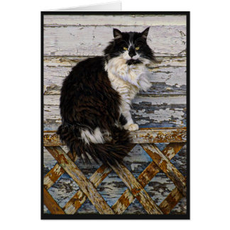 Black and White Long Hair Tuxedo Cat on Fence