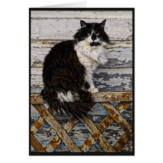 Black and White Long Hair Tuxedo Cat on Fence (Front)