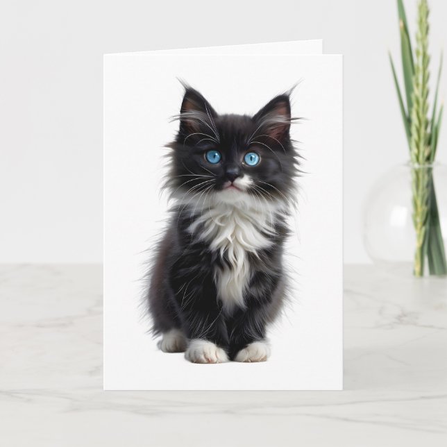Black and White Long-Haired Cat Blue Eyes Blank Card (Front)