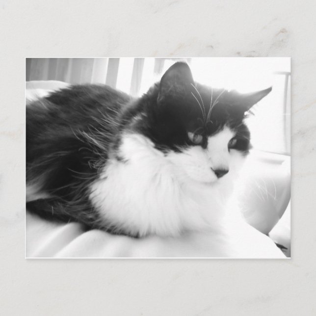 Black and White Long-haired Kitty Cat Postcard (Front)