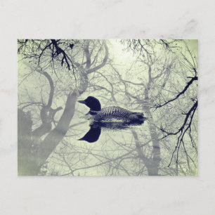 Black and white loon on a lake post card