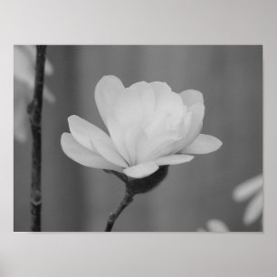 Black and White Magnolia Centennial Bloom Poster
