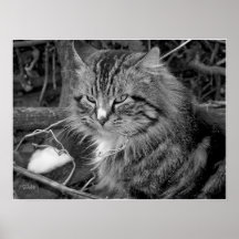Black and White Maine Coon Cat Portrait Poster