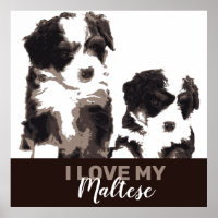 Black and White Maltese Puppy Dog