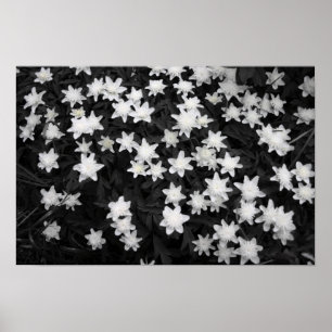 Black and White Meadows Poster