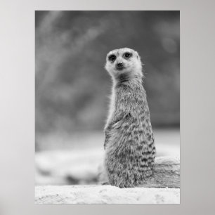 Black and White Meerkat Portrait Wildlife Poster