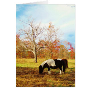Black and White Miniature Pony / Horse