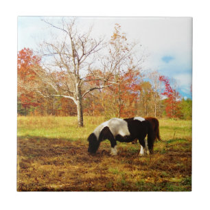 Black and White Miniature Pony / Horse Ceramic Tile