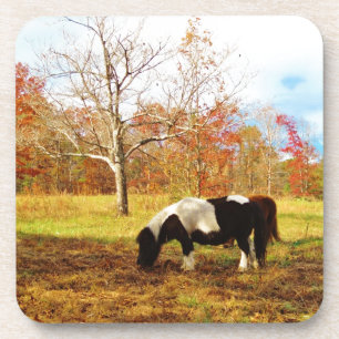 Black and White Miniature Pony / Horse Coaster