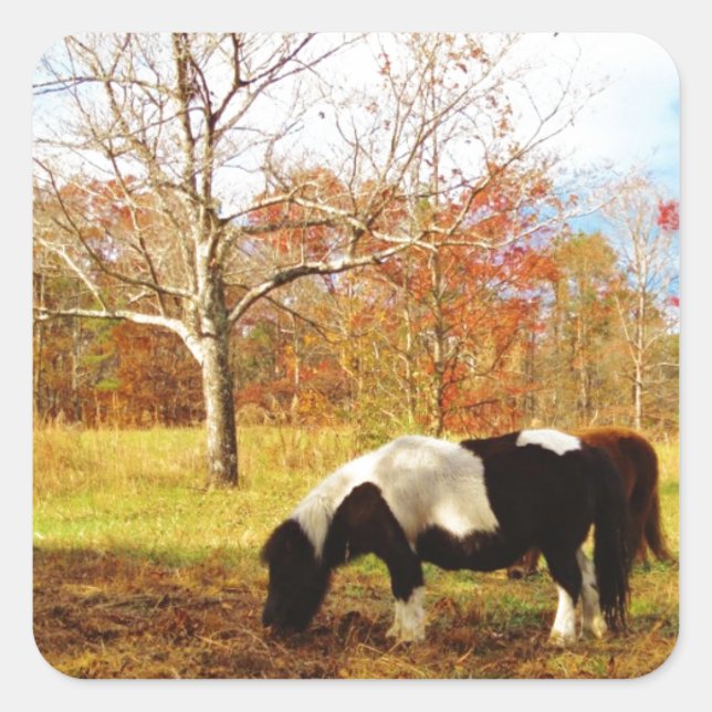 Black and White Miniature Pony / Horse Square Sticker (Front)
