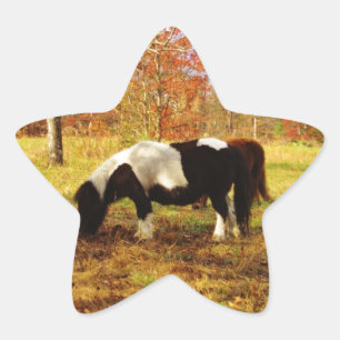Black and White Miniature Pony / Horse Star Sticker