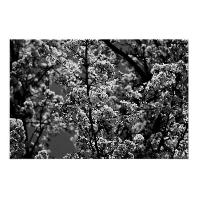 Black and White Monochrome Flowering Tree Poster (Front)