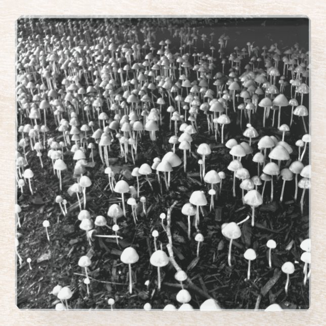 Black and White Mushroom Colony Photo Glass Coaster (Front)