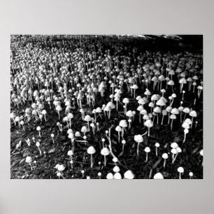 Black and White Mushroom Colony Photo Poster