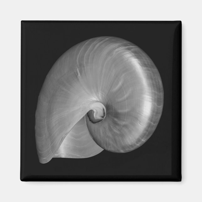 Black and White Nautilus Shell Magnet (Front)