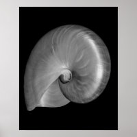 Black and White Nautilus Shell
