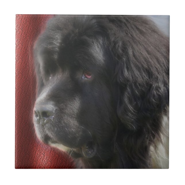 Black And White Newfoundland Dog Ceramic Tile (Front)