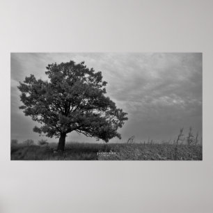 Black and White Oak Tree Poster Print