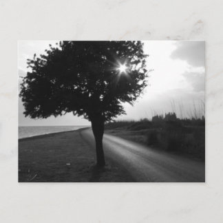 Black and White Ocean Side Tree and Road Postcard
