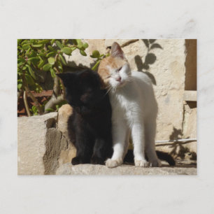 Black and white-orange cute kittens postcard