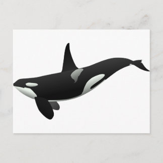 Black and White Orca Killer Whale Postcard