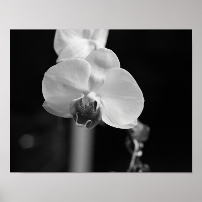 Black and White Orchid Flower Photo Poster (Front)