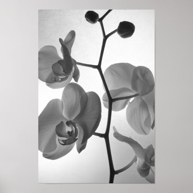 Black and White Orchids on the Stem Poster (Front)