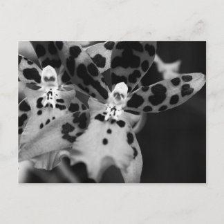 Black and White Orchids Postcard