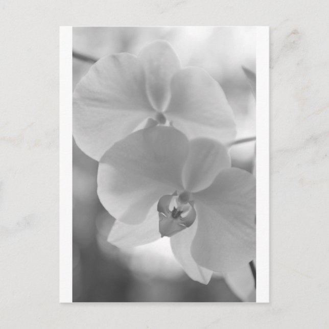 Black and White Orchids Postcard (Front)