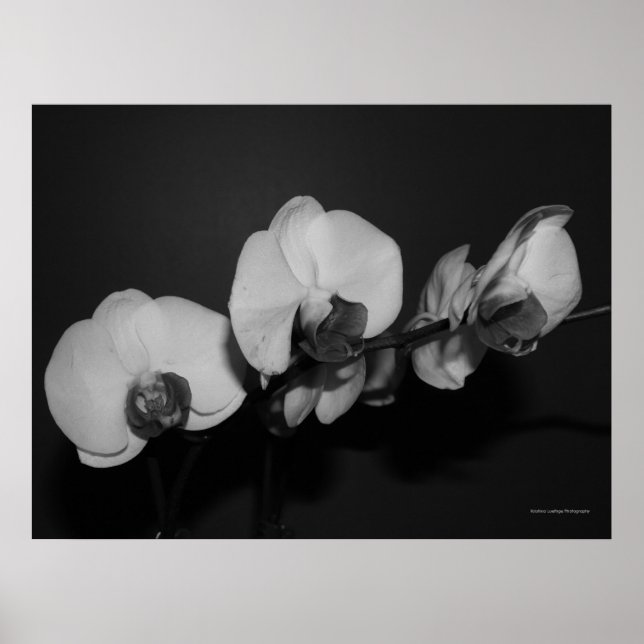 black and white orchids poster (Front)