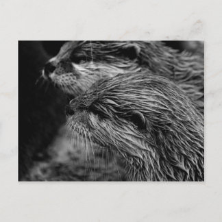 black and white otters postcard