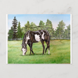 Black and White Paint horse/pony grazing in field Postcard