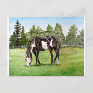 Black and White Paint horse/pony grazing in field Postcard