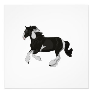 Black and White Paint Pinto Gypsy Vanner Horse Photo Print