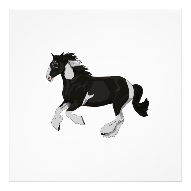 Black and White Paint Pinto Gypsy Vanner Horse Photo Print (Front)