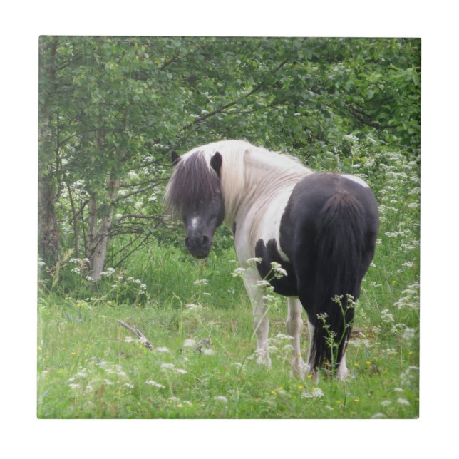 Black and White Paint Pony in Grass and Flowers Ceramic Tile (Front)