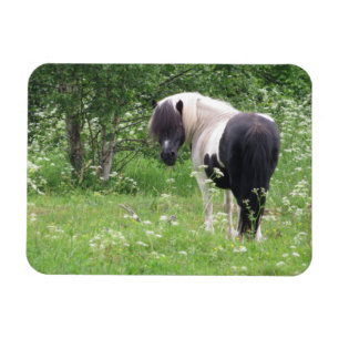 Black and White Paint Pony in Grass and Flowers Magnet