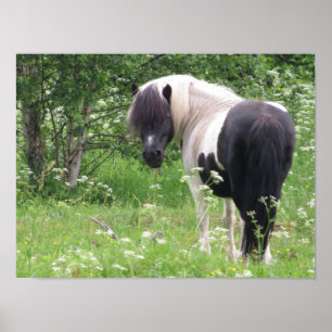 Black and White Paint Pony in Grass and Flowers Poster
