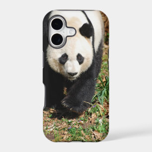 Black and White Panda