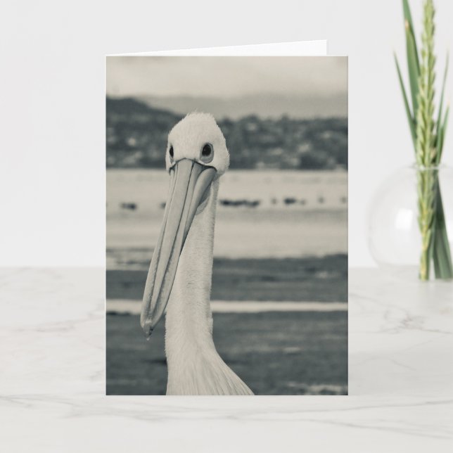 Black and White Pelican Photograph Card (Front)