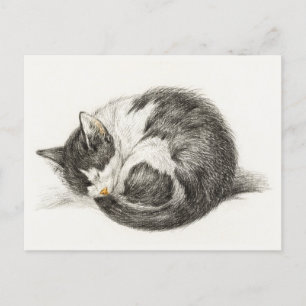 Black and white pencil drawing of a sleeping cat postcard