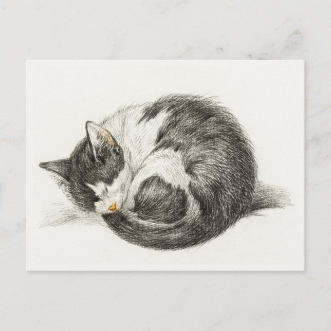 Black and white pencil drawing of a sleeping cat postcard (Front)