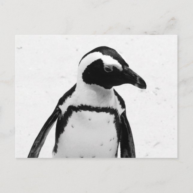 Black and White Penguin Postcard (Front)