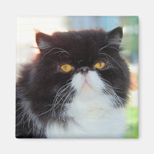 Black and White Persian Cat Magnet