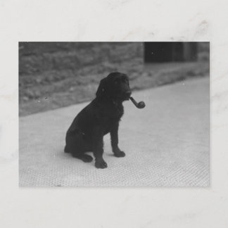Black and White Photo Dog Smoking Pipe Postcard