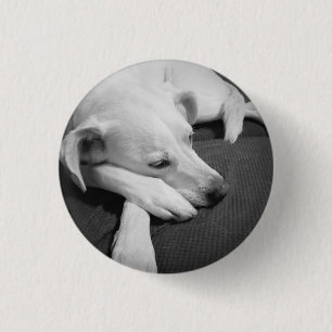 Black and White Photo of a Beautiful Dog Sleeping 3 Cm Round Badge