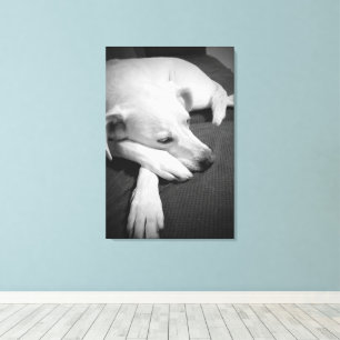 Black and White Photo of a Beautiful Dog Sleeping Canvas Print