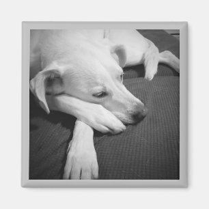 Black and White Photo of a Beautiful Dog Sleeping Magnet