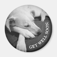 Black and White Photo of a Beautiful Dog Sleeping