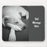 Black and White Photo of a Beautiful Dog Sleeping